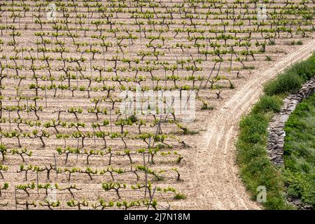 Reihen von Reben in einem Weinberg von oben gesehen in der Terra Alta Region in der Provinz Tarragona in Spanien Stockfoto