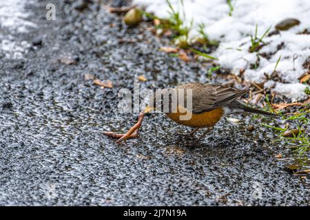 Amerikanischer Rotkehlchen (Turdus migratorius) beim Essen eines Erdwurms Stockfoto