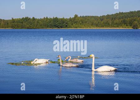 Zwei Erwachsene Singschwäne (Cygnus cygnus) (auch als Schwan bekannt) und zwei junge Schwäne auf einem finnischen See im Sommer. Stockfoto