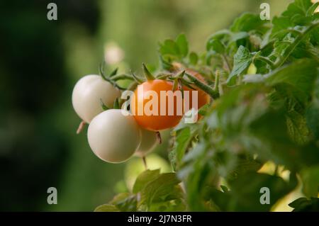 Gelbe und grüne Kirschtomaten wachsen auf einem Zweig eines Busches. Vor dem Wohnungsfenster eines mehrstöckigen Gebäudes wächst ein Keimling. Hausgarten. Stockfoto