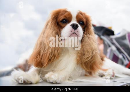 Ein Cavalier King Charles Spaniel Hund liegt auf einem Tisch, der draußen vor dem Hintergrund des Himmels in den Wolken steht. Nahaufnahme. Stockfoto