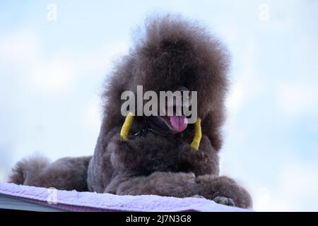 Ein brauner königlicher Pudel liegt auf einem fliederfarbenen Wurf gegen einen bewölkten Himmel. Nahaufnahme. Stockfoto