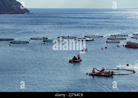 Aquakultursiedlung, Fischfarm mit schwimmenden Zirkelkäfigen um die Bucht von Attica in Griechenland Stockfoto