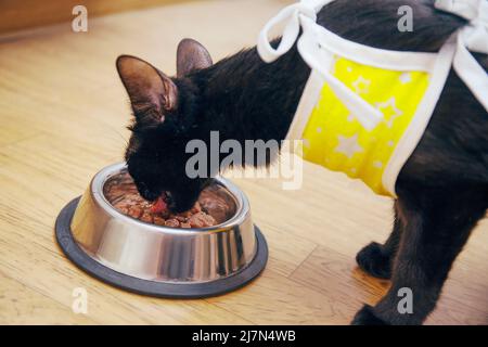 Betreuung eines verletzten Tieres nach tierärztlicher Operation, Kastration und Sterilisation. Eine Katze in einer medizinischen Decke nach der Operation isst Nahrung aus einer Tierschale. Stockfoto