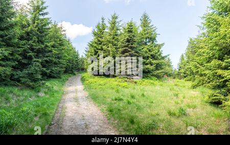 Panoramablick auf den Fichtenwald von einem Wanderweg in der Beskid-Bergkette Stockfoto