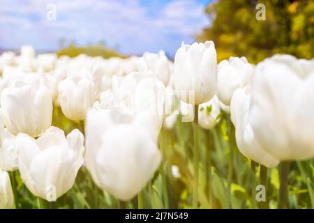 Nahaufnahme einer weißen Tulpenknospe mit anderen Blumen, die um sie wachsen Stockfoto