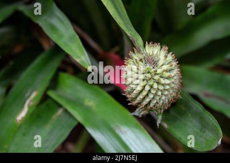 Wachsartige Blätter und grüne Blüte der Aechmea pectinata, einer exotischen Blütenpflanze aus der Familie der Bromeliaceae, die im Südosten Brasiliens beheimatet ist Stockfoto