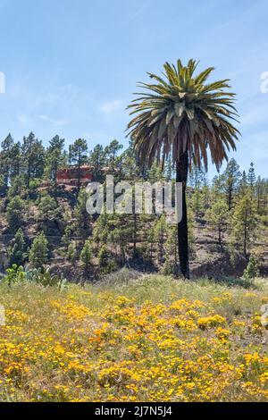 Schöne Szene von Vilaflor, malerisches Dorf in großer Höhe in der Nähe des Zentrums der Insel mit Palmen und Blumenfeldern Stockfoto