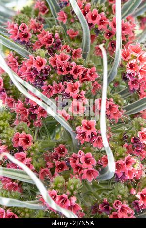 Nahaufnahme des surrealen Blütenstands von Echium wildpretii, einer endemischen zweijährigen Blüte, die lokal als Tajinaste rojo bekannt ist und in großer Höhe auf Teneriffa wächst Stockfoto