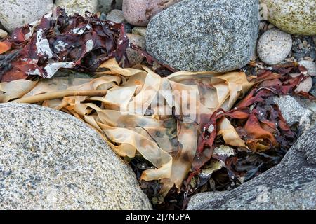 Trockene Streifen von Laminaria digitata, die von den Gezeiten an den Ufern der Isle of Raasay gewaschen werden, braune Algen oder Seetang, die die Küstengewässer bevölkern, Schottland Stockfoto