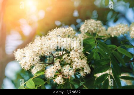 Blütenstände von Spirea an einem hellen Frühlingsmorgen: Floraler Hintergrund. Blühende Spirea mit einem Busch aus weißen Blüten auf einem dunklen, natürlichen, dezenten Hintergrund Stockfoto