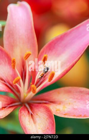 Episyrphus balteatus ist ein marmalade gemahlener Käfer auf einer roten Lilienblume im Garten. Marmalade gemahlener Käfer auf einer wilden Lilienblume. Fliege sammeln po Stockfoto