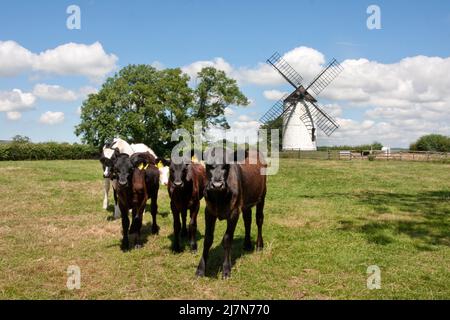 Ashton Mill, Rinder auf Weiden, Chapel Allertonl, Somerset, England Stockfoto