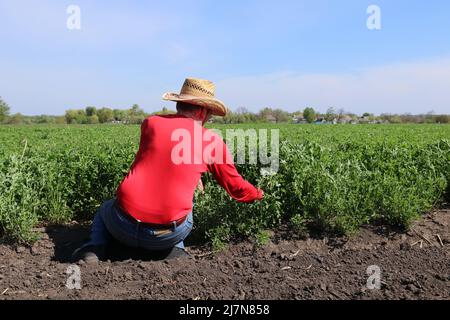 Ein ukrainischer Bauer überprüft, wie auf seinem Feld Kleeblatt wächst. Stockfoto