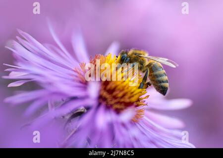 Die Biene sammelt Honig auf einer violetten Blume Stockfoto