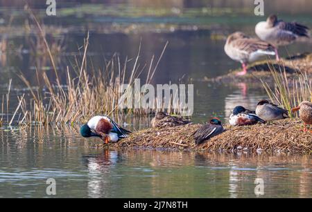 Mallard, grüne geflügelte Blaukeul und andere Enten Stockfoto