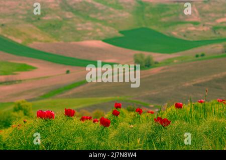 Landschaftsfotografie auf dem Land mit roten Pfingstrosen im Vordergrund und landwirtschaftlichen Feldern auf einem Hügel im Hintergrund. Stockfoto