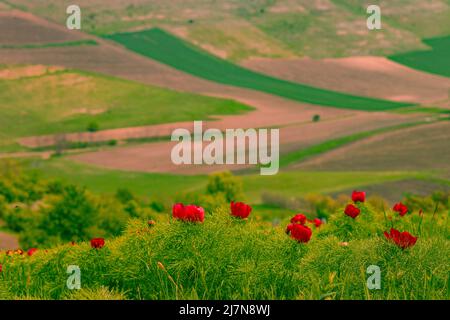 Landschaftsfotografie auf dem Land mit roten Pfingstrosen im Vordergrund und landwirtschaftlichen Feldern auf einem Hügel im Hintergrund. Stockfoto