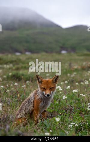 Roter Fuchs sitzt auf dem Gras mit weißen Blumen vor dem Hintergrund der Berge. Wilde Tiere in der Natur. Schutz von Wildtieren Konzept. Stockfoto