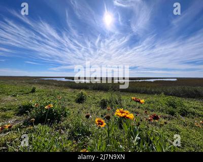 Gaillardia aristata, allgemein bekannt als Bettblumen, ist entlang des Causeway auf Jekyll Island, Georgia, USA, ein Luxus-Ziel für langsame Reisen, zu sehen. Stockfoto