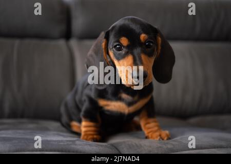 Niedlicher kleiner Wursthund 10 Wochen alt auf dem grauen Sofa drinnen Stockfoto