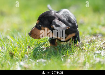 Niedliche kleine Wurst Welpe Hund draußen in der Natur auf Gras Stockfoto