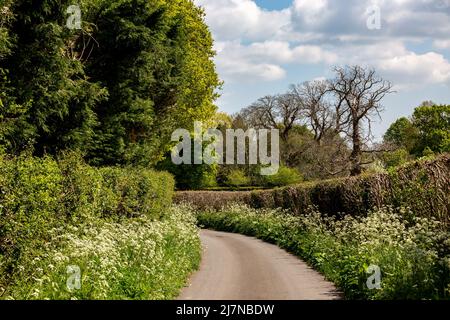 Blick entlang einer schmalen Landstraße in Sussex, an einem sonnigen Frühlingstag Stockfoto