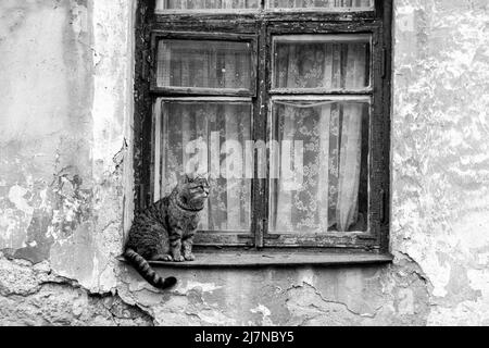 Eine graue Katze sitzt auf dem Fenster eines alten Hauses mit rissigen Wänden, einem alten hölzernen Fensterrahmen mit Vintage-Tüll. Der Putz war von den Wänden geschält Stockfoto