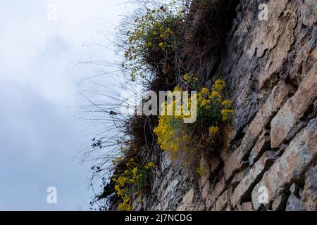 Alte Steinmauer mit Pflanzen, die darauf wachsen. Gras und Blumen wachsen auf einem Steinzaun. Stockfoto