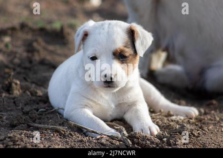 Jack Russell Terrier Welpe Nahaufnahme. Stockfoto