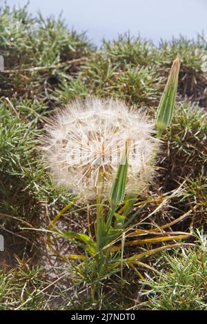 Drei sead-Köpfe der westlichen Salsify, eine Pflanze, die wie ein großer Dandelion aussieht, zwei geschlossen, eine offen Stockfoto