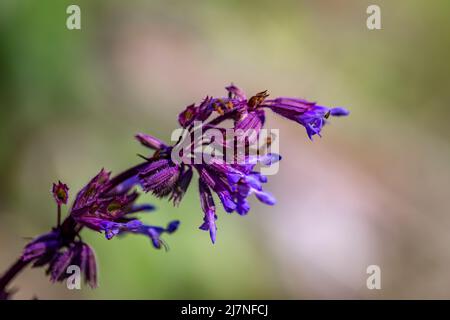 Salvia verticillata Blume wächst auf der Wiese Stockfoto