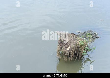 Ein indischer Teichreiher, der Fische beobachtet, während er auf einem Kokosnussstamm sitzt, der mitten in einem Teich vom Wasser umgeben ist Stockfoto