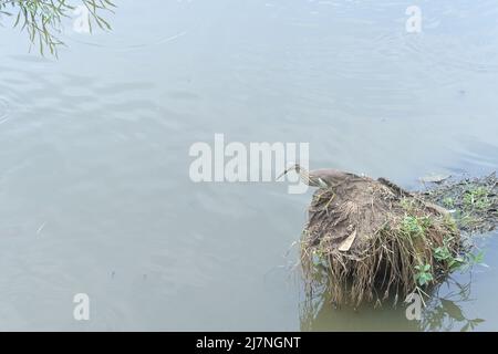 Ein indischer Teichreiher beobachtet Vögel und bereitet sich darauf vor, Fische anzugreifen, während er auf einem Stiel sitzt Stockfoto