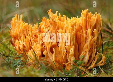 Ramaria aurea-Pilz. Gelbe Korallenpilze. Nahaufnahme. Stockfoto