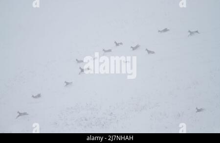 Eine Gruppe von Chamoisen am eiskalten Wintertag, die durch den Schnee in den österreichischen Alpen laufen Stockfoto