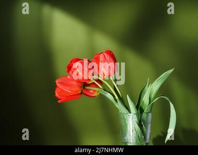 Büschel von Frühling Tulpe Blume auf grünem Hintergrund in Sonnenstrahlen. Kopieren Raum Stockfoto