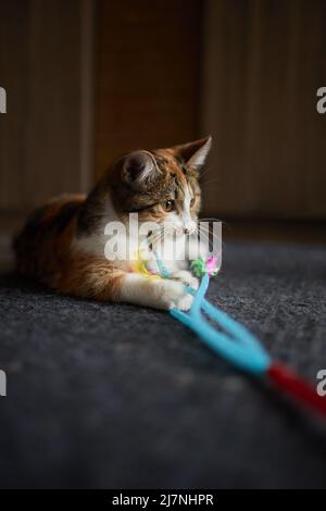 Kleines Kätzchen, das mit einem Spielzeug am Seil spielt Stockfoto