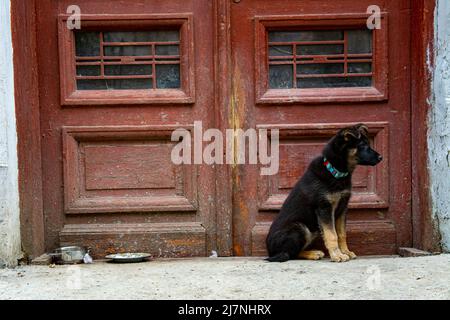 Ein junger Hundewelpe in einem Halsband sitzt neben einer alten braunen Tür, neben einer Schüssel mit Futter. Der Welpe wartet auf den Besitzer in der Nähe des alten Hauses. Stockfoto