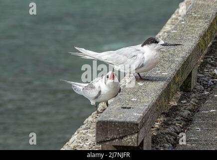 Junge Seeschwalbe mit offenem Schnabel Stockfoto