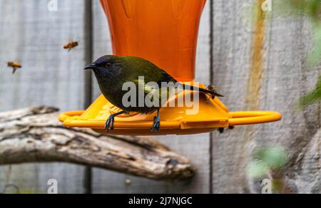 Bellbird wird von Bienen belästigt Stockfoto