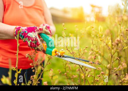 Frau mit Gartenschere und Rasenmähen auf dem grünen Gras des Hauses Stockfoto