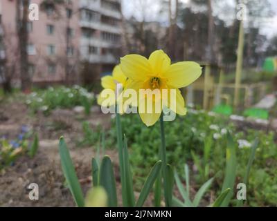 Gelbe Narzisse im Garten. Makroansicht von Daffodil/ Stockfoto