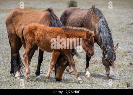 Ecuador, Anden, Cotopaxi-Nationalpark. Wilde Pferde. Stockfoto