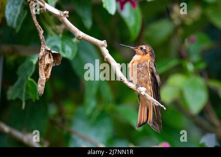 Ecuador, Anden, Provinz Napo, Chakana Reserve. Leuchtender Sonnenstrahl-Kolibri (Aglaeactis cupripennis) Stockfoto