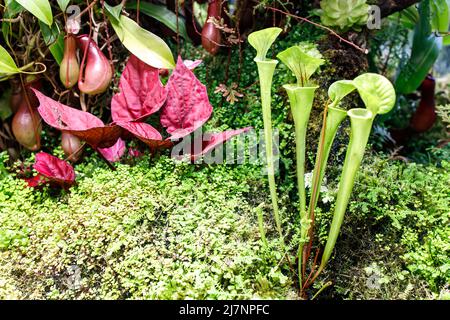 Venusfliegenfalle und Sarracenia in einem Gewächshaus in der Nähe eines provisorischen Teiches im Apothekergarten Stockfoto