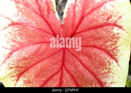 Caladium ist eine Gattung blühender Pflanzen aus der Familie der Araceae. Sie sind oft unter dem gemeinsamen Namen Elefantenohr, Herz Jesu und Engelsflügel bekannt. Stockfoto