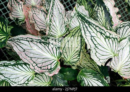 Caladium ist eine Gattung blühender Pflanzen aus der Familie der Araceae. Sie sind oft unter dem gemeinsamen Namen Elefantenohr, Herz Jesu und Engelsflügel bekannt. Stockfoto