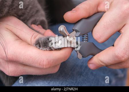 Ein Mann schneidet mit einem Klauenschneider die Krallen einer jungen grauen Katze. Chartreuse widersteht. Stockfoto