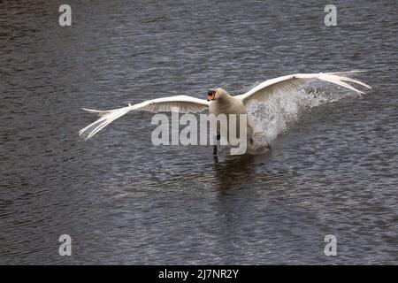 Ein weißer Schwan läuft/fliegt über das Wasser und hinterlässt eine Spur von Spritzern, die Flügel ausgestreckt Stockfoto